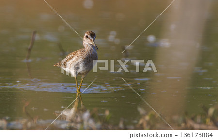 Wild Wood Sandpiper(Tringa glareola) standing in calm marsh water Wild Wood Sandpiper(Tringa glareola) standing in calm marsh water 136173084