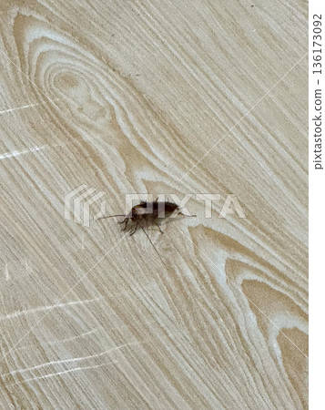 Asian large cockroach on wooden floor close up 136173092