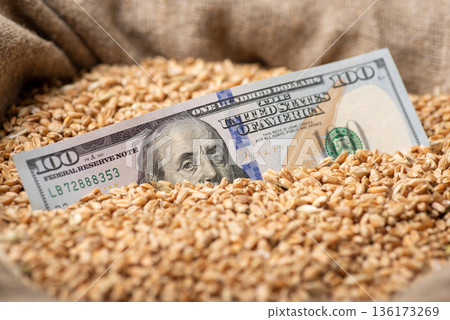Dollar bill in grain. Business of growing wheat, high price on wheat concept 136173269