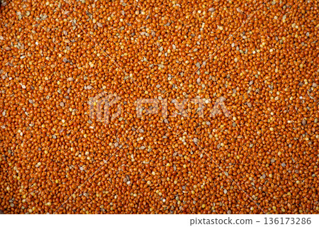 Background of bright millet. Harvested millet grain 136173286