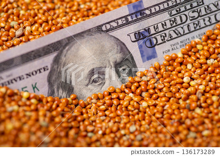 Dollar bill in millet grain. Agribusiness of growing millet, price on millet Dollar bill in millet grain. Agribusiness of growing millet, price on millet 136173289