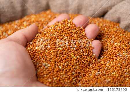 Farmer holding millet in hand, checking its quality. 136173290