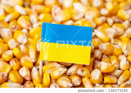 Flag of Ukraine on harvested corn. Origin of grain, agribusiness in Ukraine Flag of Ukraine on harvested corn. Origin of grain, agribusiness in Ukraine 136173295