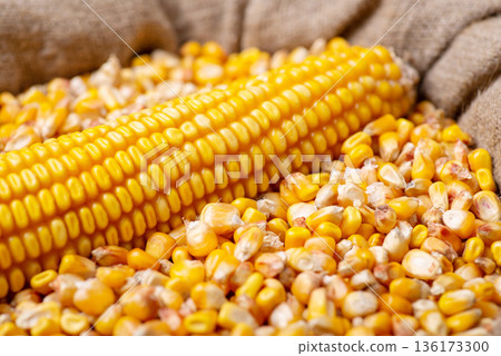 Sack of corn grain after harvest Sack of corn grain after harvest 136173300