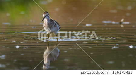 Wild Wood Sandpiper(Tringa glareola) standing in calm marsh water Wild Wood Sandpiper(Tringa glareola) standing in calm marsh water 136173425