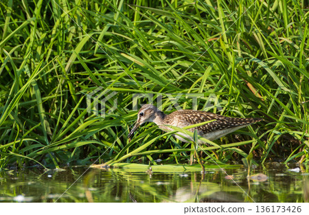 Wild Wood Sandpiper(Tringa glareola) standing in calm marsh water Wild Wood Sandpiper(Tringa glareola) standing in calm marsh water 136173426