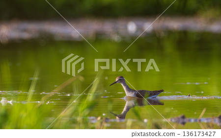 Wild Wood Sandpiper standing in calm marsh water Wild Wood Sandpiper standing in calm marsh water 136173427
