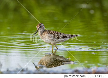 Wild Wood Sandpiper(Tringa glareola) standing in calm marsh water Wild Wood Sandpiper(Tringa glareola) standing in calm marsh water 136173430