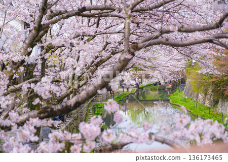 【八幡堀】盛開的櫻花美不勝收 / 常被用作古裝劇拍攝地的古老小鎮風光 136173465