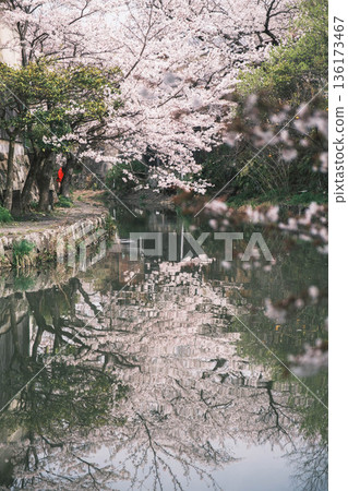 [Hachimanbori] Beautiful cherry blossoms in full bloom / An old-fashioned townscape that is often used as a filming location for period dramas 136173467