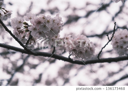 [Hachimanbori] Beautiful cherry blossoms in full bloom / An old-fashioned townscape that is often used as a filming location for period dramas 136173468