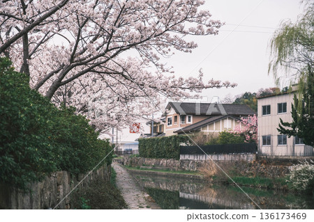 [Hachimanbori] Beautiful cherry blossoms in full bloom / An old-fashioned townscape that is often used as a filming location for period dramas 136173469