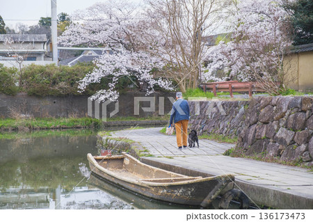 [Hachimanbori] Beautiful cherry blossoms in full bloom / An old-fashioned townscape that is often used as a filming location for period dramas 136173473