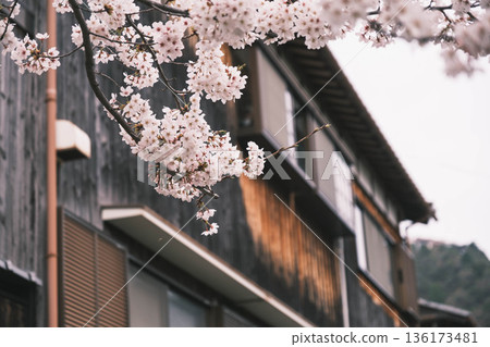 【八幡堀】盛開的櫻花美不勝收 / 常被用作古裝劇拍攝地的古老小鎮風光 136173481