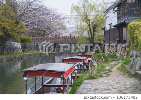 【八幡堀】盛開的櫻花美不勝收 / 常被用作古裝劇拍攝地的古老小鎮風光 136173482