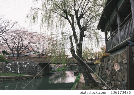 [Hachimanbori] Beautiful cherry blossoms in full bloom / An old-fashioned townscape that is often used as a filming location for period dramas 136173486