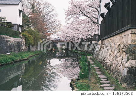 [Hachimanbori] Beautiful cherry blossoms in full bloom / An old-fashioned townscape that is often used as a filming location for period dramas 136173508