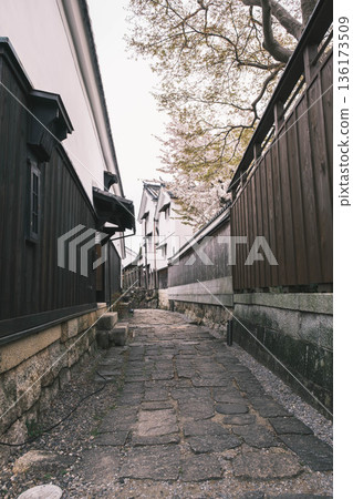 [Hachimanbori] Beautiful cherry blossoms in full bloom / An old-fashioned townscape that is often used as a filming location for period dramas 136173509
