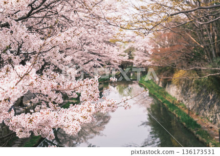 【八幡堀】盛開的櫻花美不勝收 / 常被用作古裝劇拍攝地的古老小鎮風光 【八幡堀】盛開的櫻花美不勝收 / 常被用作古裝劇拍攝地的古老小鎮風光 136173531