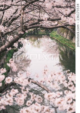 【八幡堀】盛開的櫻花美不勝收 / 常被用作古裝劇拍攝地的古老小鎮風光 136173534