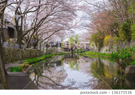 【八幡堀】盛開的櫻花美不勝收 / 常被用作古裝劇拍攝地的古老小鎮風光 136173536