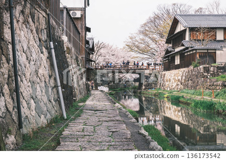 [Hachimanbori] Beautiful cherry blossoms in full bloom / An old-fashioned townscape that is often used as a filming location for period dramas 136173542
