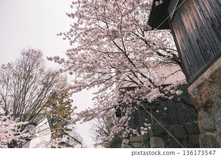 【八幡堀】盛開的櫻花美不勝收 / 常被用作古裝劇拍攝地的古老小鎮風光 136173547