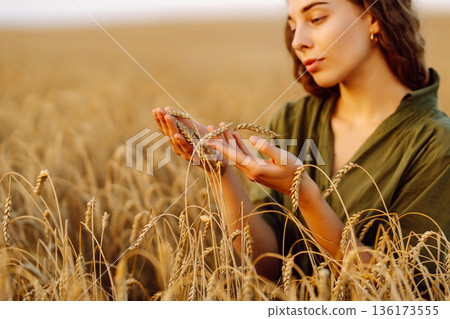 Woman farmer works in a ripe wheat field and inspects the crop. Agricultural management. Woman farmer works in a ripe wheat field and inspects the crop. Agricultural management. 136173555