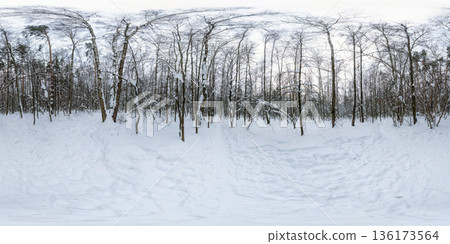 Winter forest panorama with snow-covered birch and pine trees under cold morning light. Snow blankets the ground and branches, creating a peaceful, frosty atmosphere Winter forest panorama with snow-covered birch and pine trees under cold morning light. Snow blankets the ground and branches, creating a peaceful, frosty atmosphere 136173564