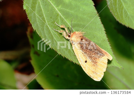 黑頂叢蛾 黑頂叢蛾 136173584