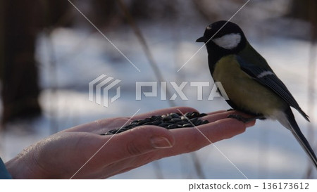 Woman feeding cute tit bird to sunflower seeds at snowy woodland. Beautiful tomtit pecking food from female hand at winter forest. Small titmouse eating meal from arm of young girl at snow park 136173612