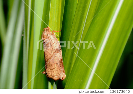 時濱卷 時濱卷 136173640