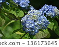 Light blue hydrangeas at Sanzen-in Temple in Ohara, Kyoto (Sakyo Ward, Kyoto City) 136173645