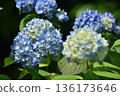 Light blue hydrangeas at Sanzen-in Temple in Ohara, Kyoto (Sakyo Ward, Kyoto City) 136173646