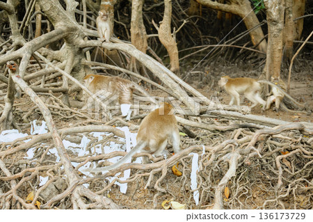 Monkeys in the mangrove forest of Langkawi Island, Malaysia. Monkeys in the mangrove forest of Langkawi Island, Malaysia. 136173729
