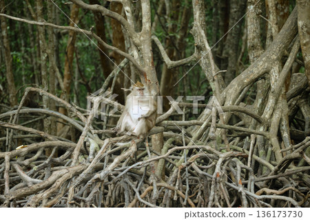 Monkeys in the mangrove forest of Langkawi Island, Malaysia. 136173730