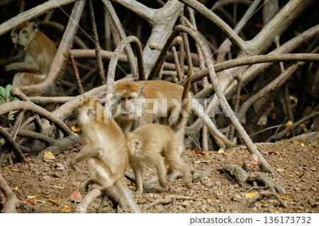 Monkeys in the mangrove forest of Langkawi Island, Malaysia. 136173732