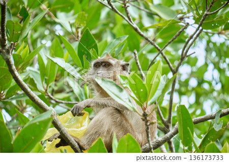 Monkeys in the mangrove forest of Langkawi Island, Malaysia. Monkeys in the mangrove forest of Langkawi Island, Malaysia. 136173733