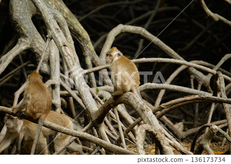 Monkeys in the mangrove forest of Langkawi Island, Malaysia. 136173734