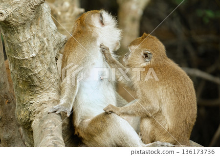 Monkeys in the mangrove forest of Langkawi Island, Malaysia. 136173736