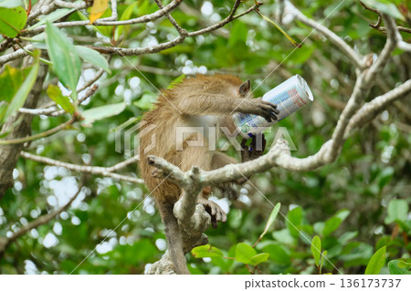 Monkeys in the mangrove forest of Langkawi Island, Malaysia. 136173737