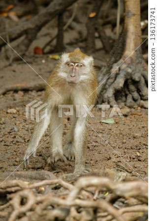 Monkeys in the mangrove forest of Langkawi Island, Malaysia. 136173741
