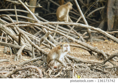 Monkeys in the mangrove forest of Langkawi Island, Malaysia. 136173742