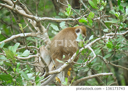 Monkeys in the mangrove forest of Langkawi Island, Malaysia. Monkeys in the mangrove forest of Langkawi Island, Malaysia. 136173743