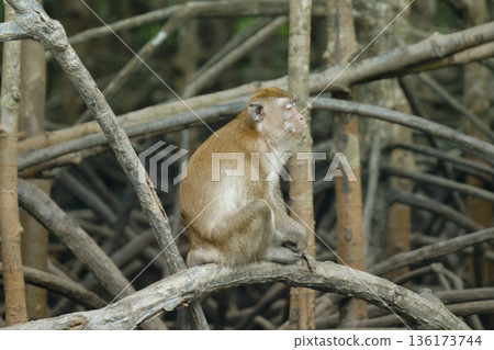 Monkeys in the mangrove forest of Langkawi Island, Malaysia. 136173744