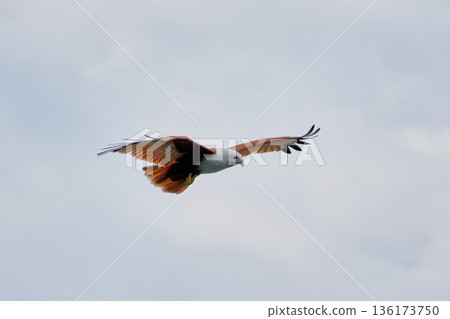 Eagle Feeding in Langkawi island Mangrove tour Kilim Geoforest Park. Eagle Feeding in Langkawi island Mangrove tour Kilim Geoforest Park. 136173750
