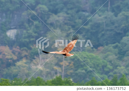Eagle Feeding in Langkawi island Mangrove tour Kilim Geoforest Park. Eagle Feeding in Langkawi island Mangrove tour Kilim Geoforest Park. 136173752