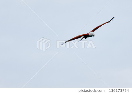 Eagle Feeding in Langkawi island Mangrove tour Kilim Geoforest Park. Eagle Feeding in Langkawi island Mangrove tour Kilim Geoforest Park. 136173754