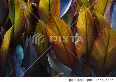 Canna x generalis leaf plates painted in dark purple Canna x generalis leaf plates painted in dark purple 136173776