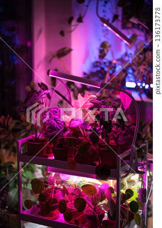 Phyto lamp illuminates plant at home. LED lamp for supplementary lighting of houseplants in winter Phyto lamp illuminates plant at home. LED lamp for supplementary lighting of houseplants in winter 136173778